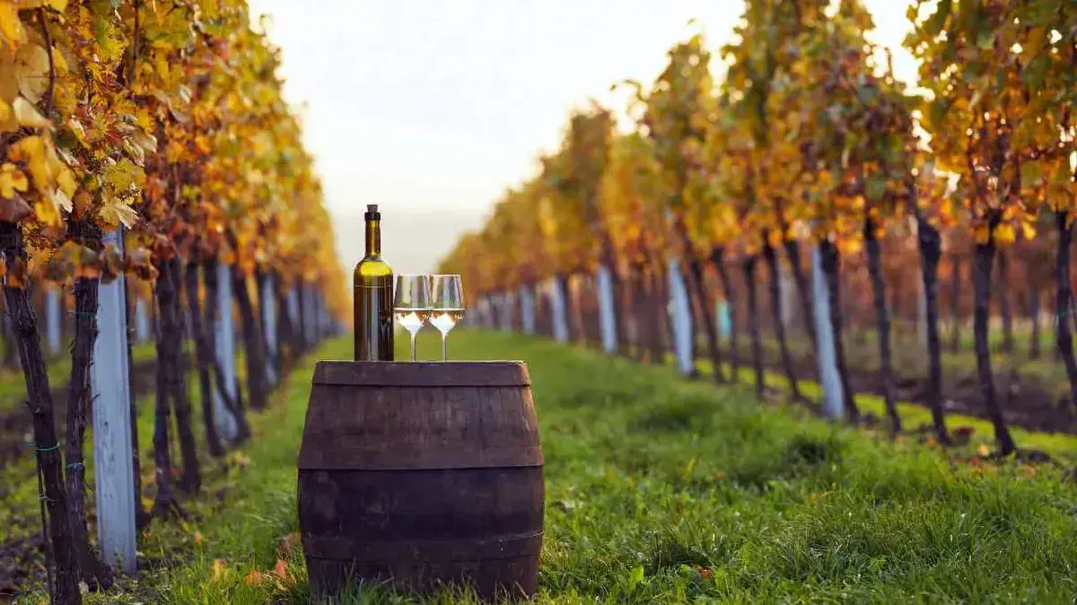 Ribera del Duero en septiembre y octubre: vino, vendimia y paisajes que enamoran