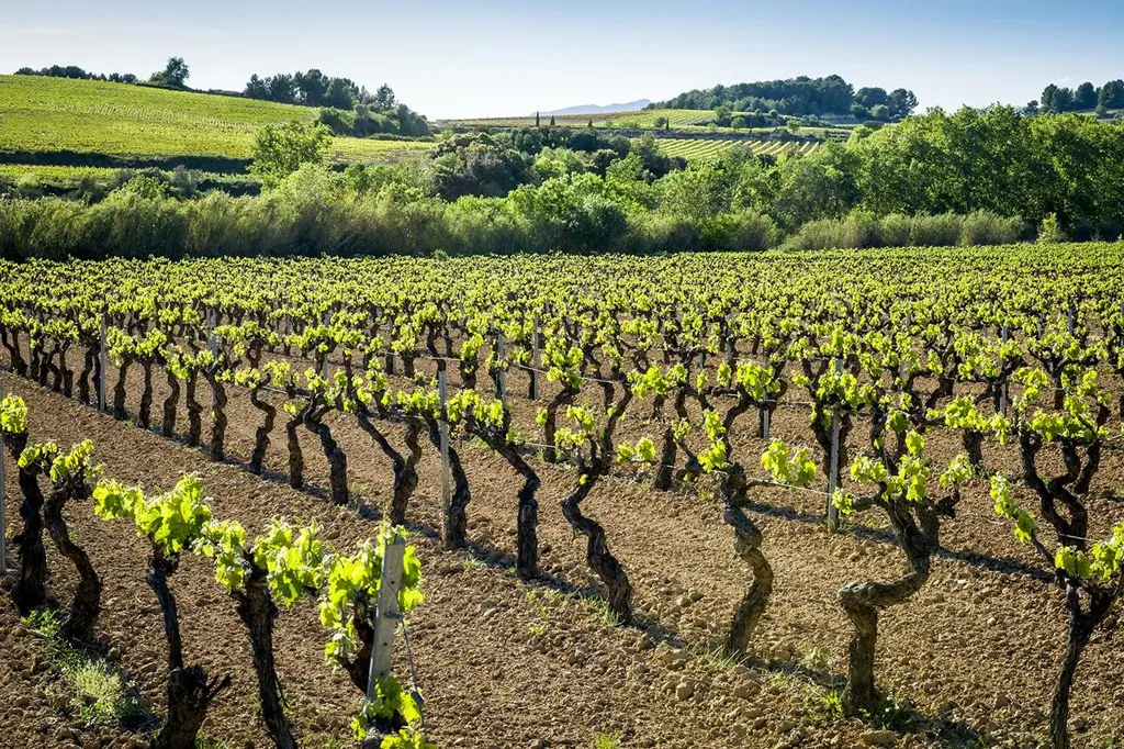 product_tour_parque_natural_de_montserrat_monasterio_cata_de_vinos