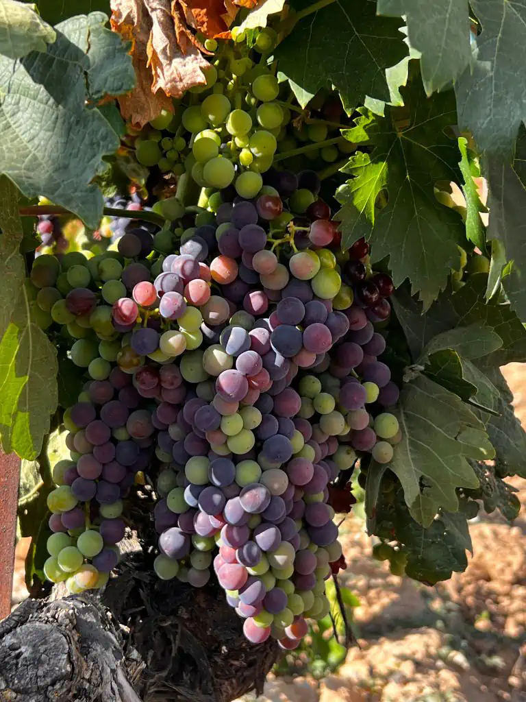 Wine Tour La Rioja GAL 05